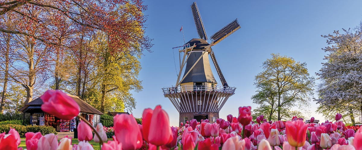 Tulips in front of a windmill in the Keukenhof Gardens